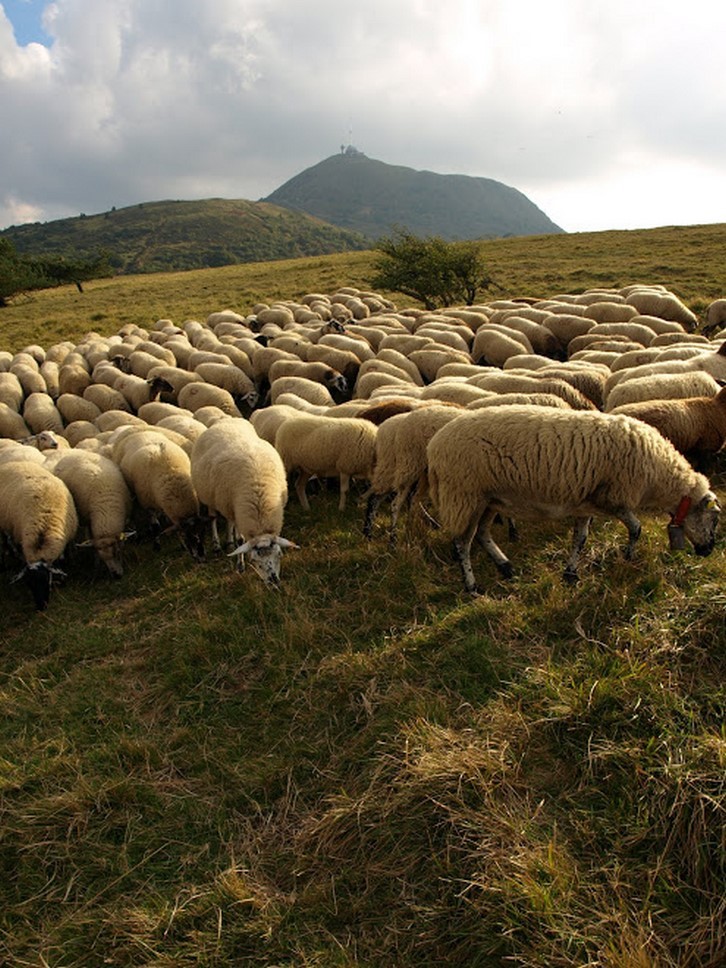 Chaîne des Puys, Puy de Dôme: Pastoral Landscape and Herds