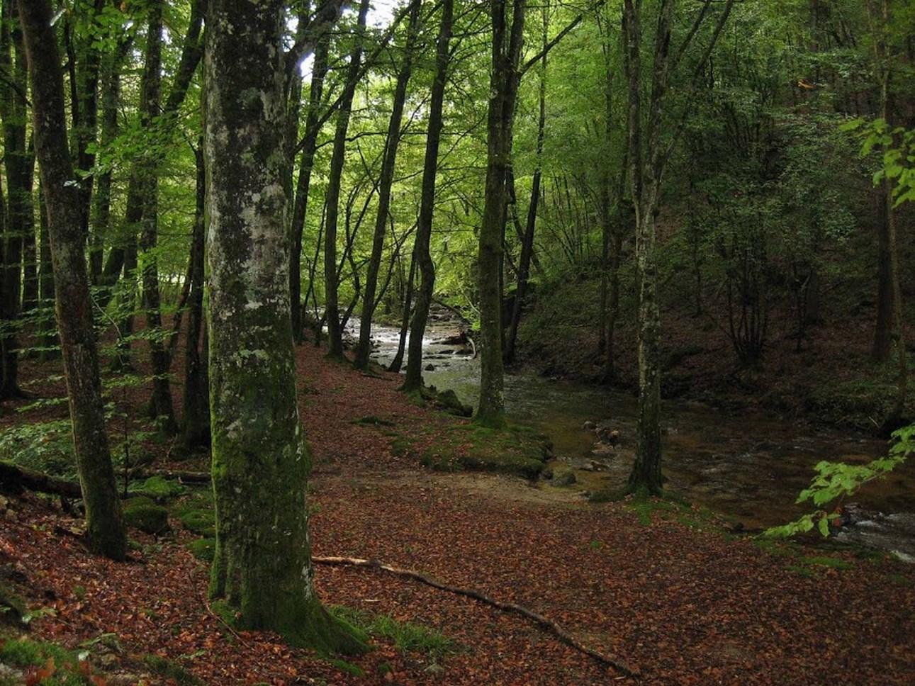 Puy de Dôme (63): Enchanted Forests