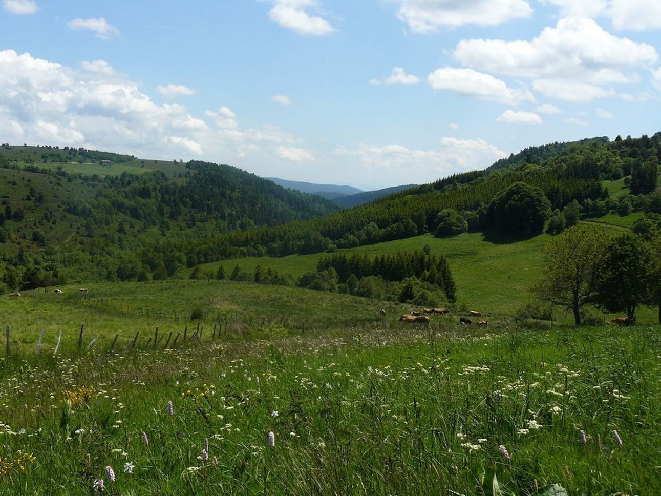 Puy de Dôme (63): Green meadows