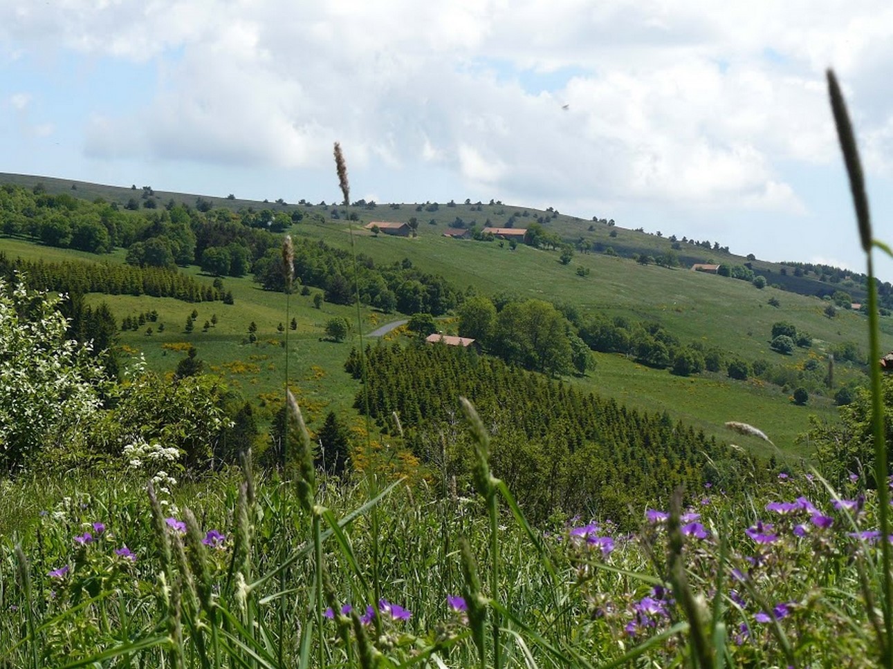 Puy de Dôme (63): Flowering Meadows and Vibrant Nature