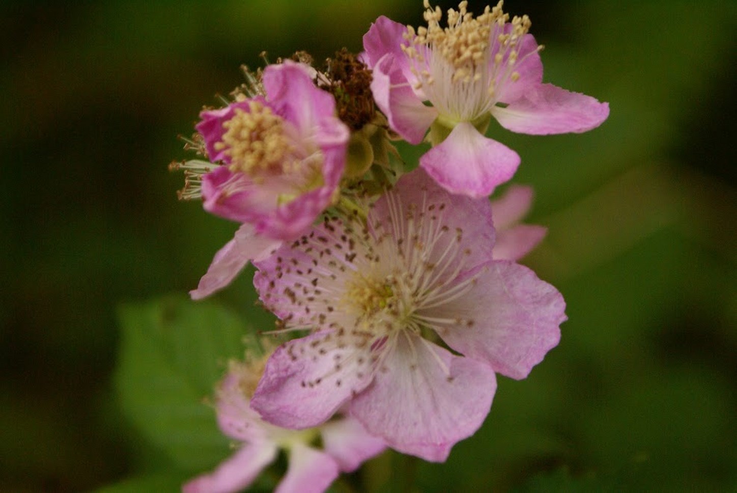 Puy de Dôme (63): The Beauty of a Floral Detail