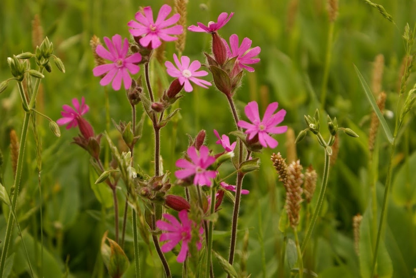 Puy de Dôme (63): The Delicate Beauty of a Flower