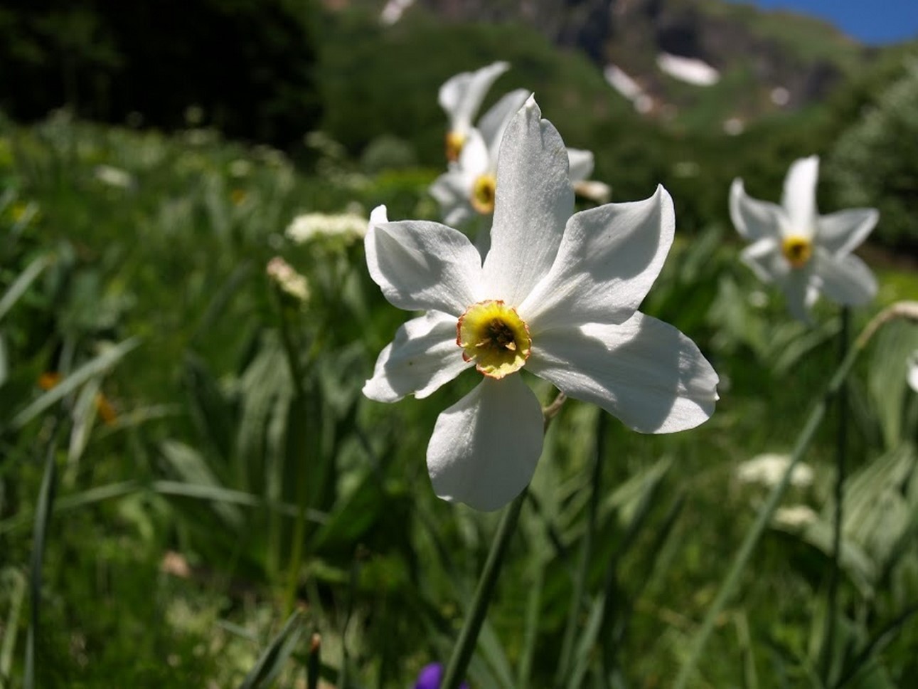 Puy de Dôme (63): The Delicate Beauty of a Flower