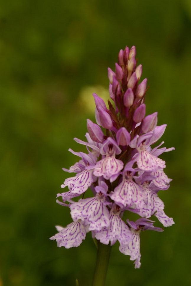 Puy de Dôme (63): Beauty and Delicacy of Flowers