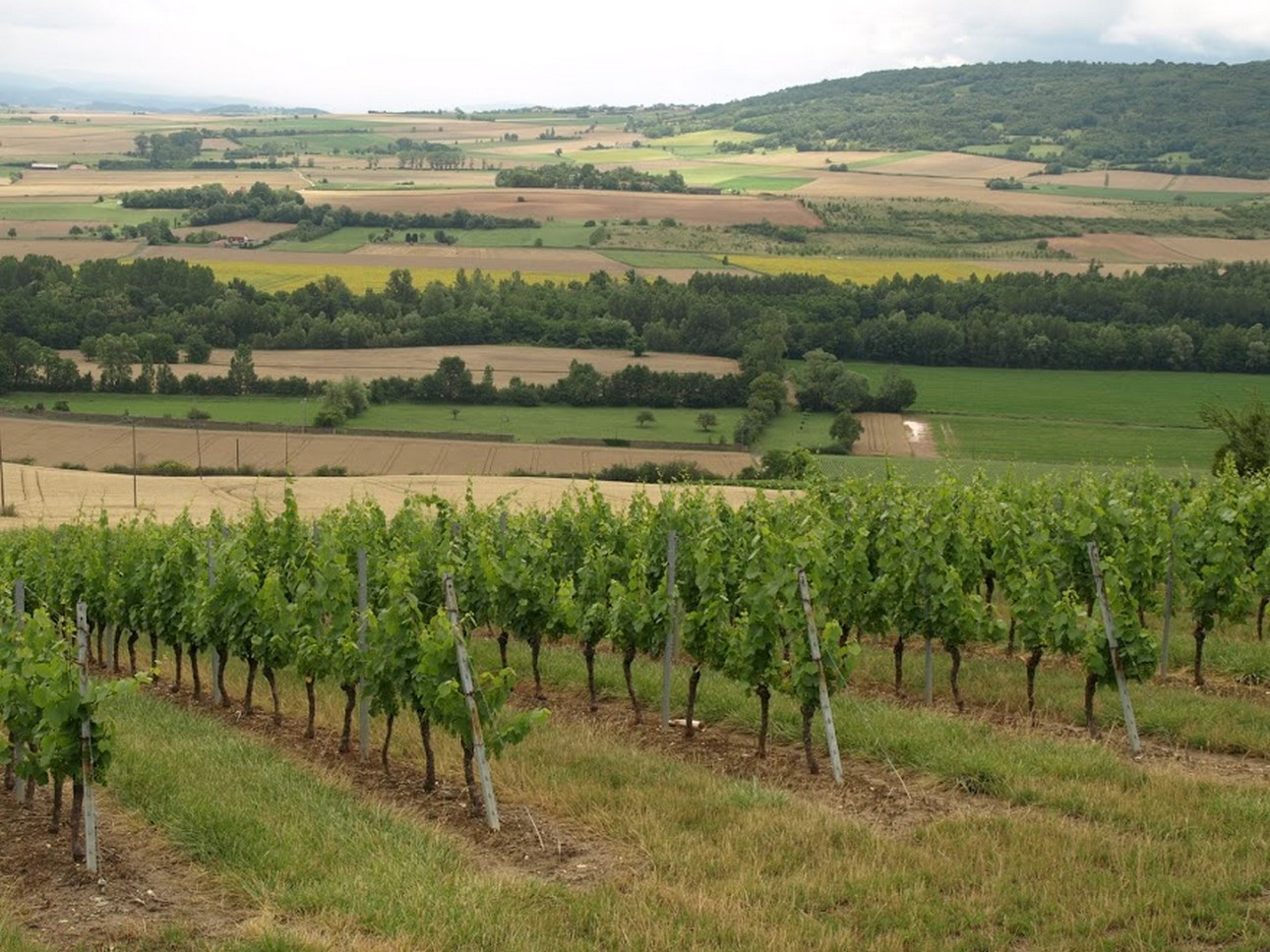 Puy de Dôme (63): The Taste of the Terroir - Vineyard