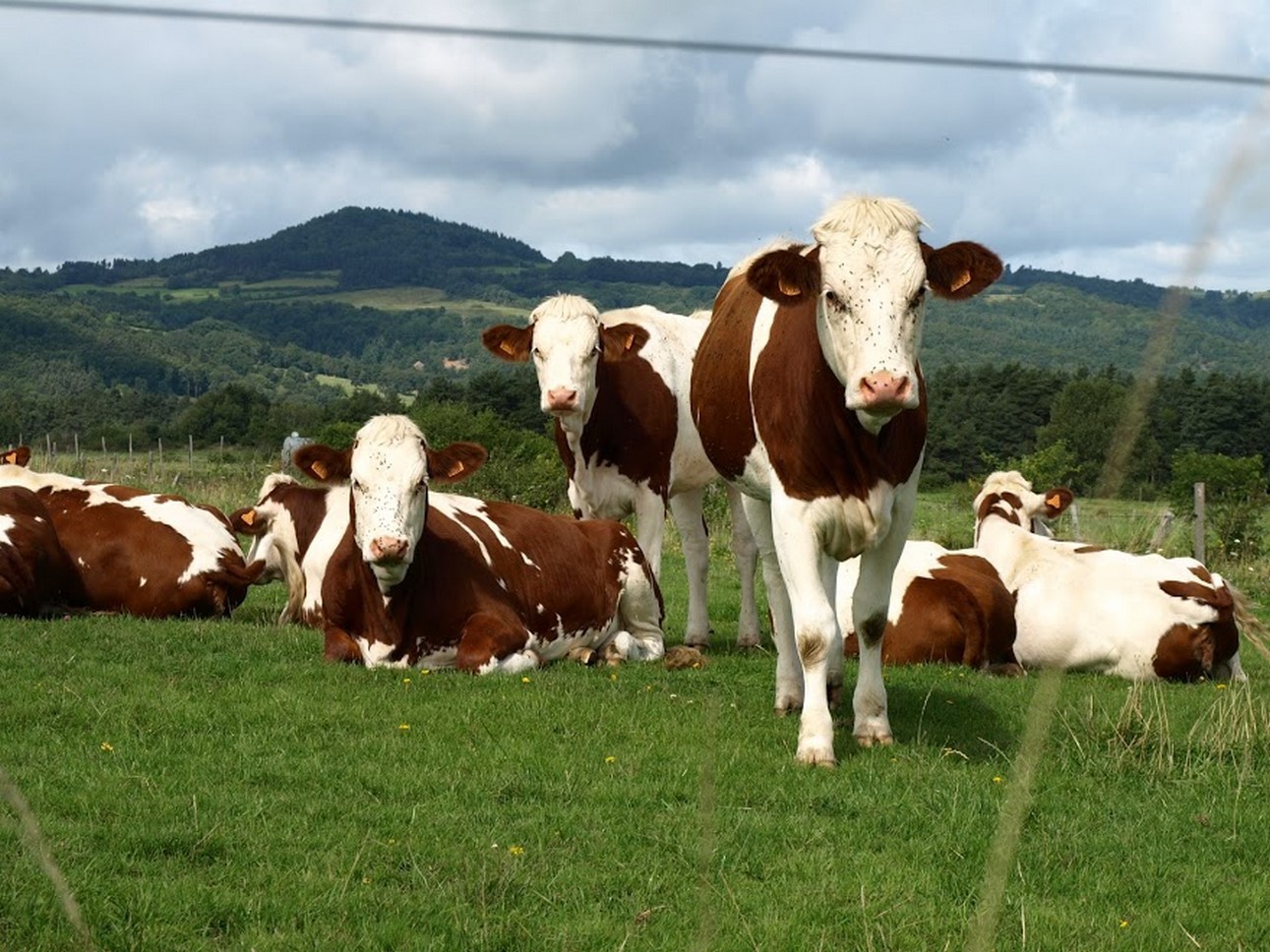 Puy de Dôme (63): In the Heart of the Mountain - Free Range Oxen