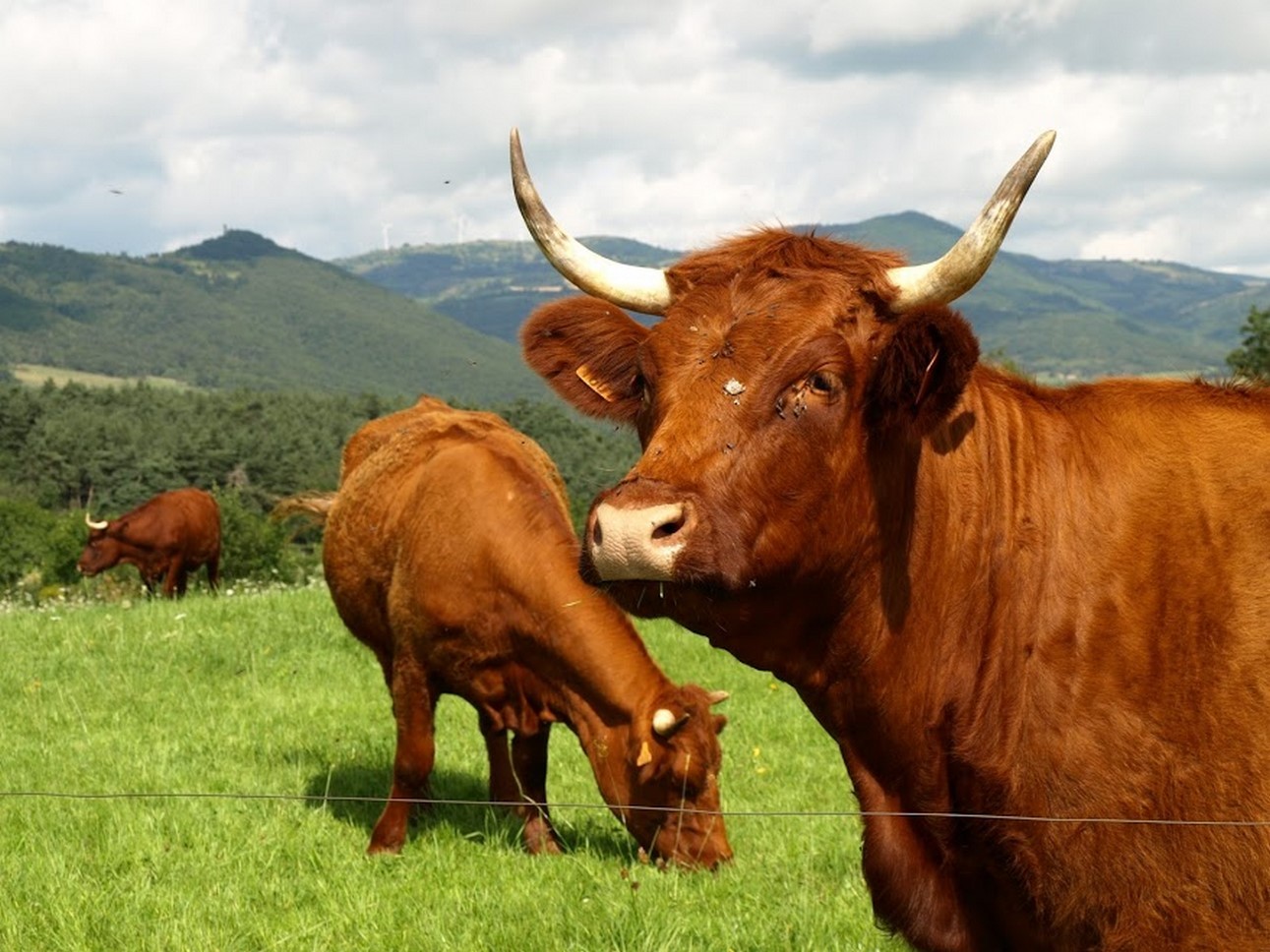 Puy de Dôme (63): Oxen and Mountain - Harmony and Authenticity