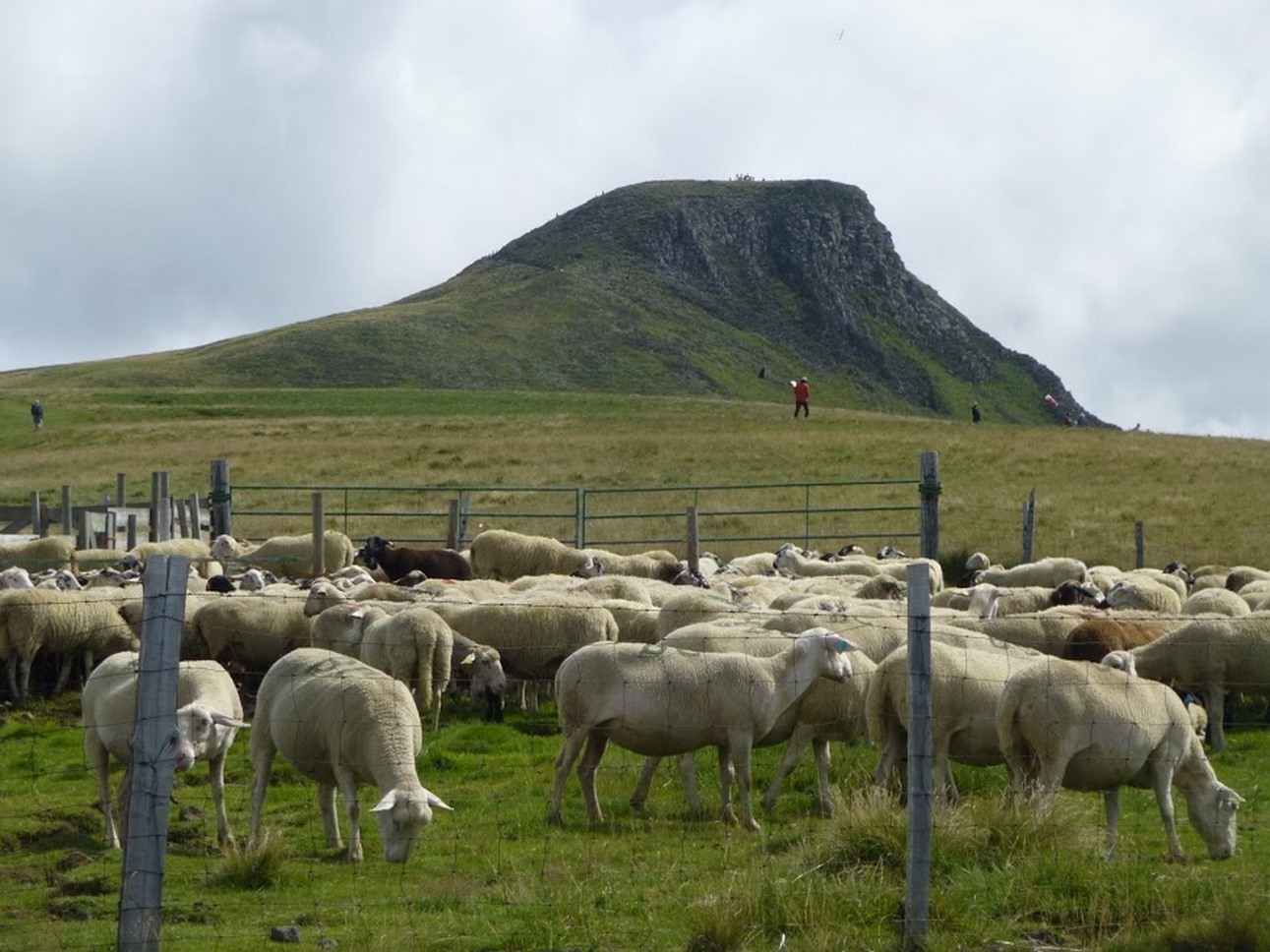 Puy de Dôme (63): Shepherds and Flocks - A Pastoral Moment