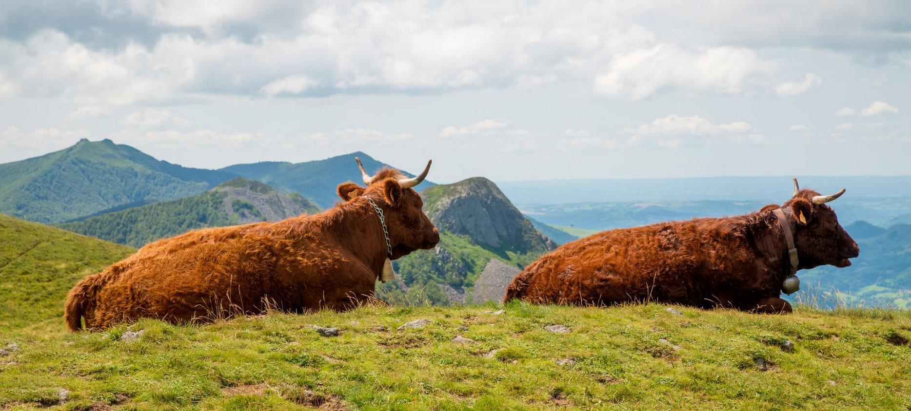 Auvergne Volcanoes Natural Park: Cows in Estive, Symbol of Authenticity