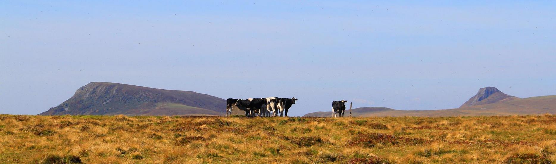 Herd in the summer pastures in the Auvergne Volcanoes Natural Park