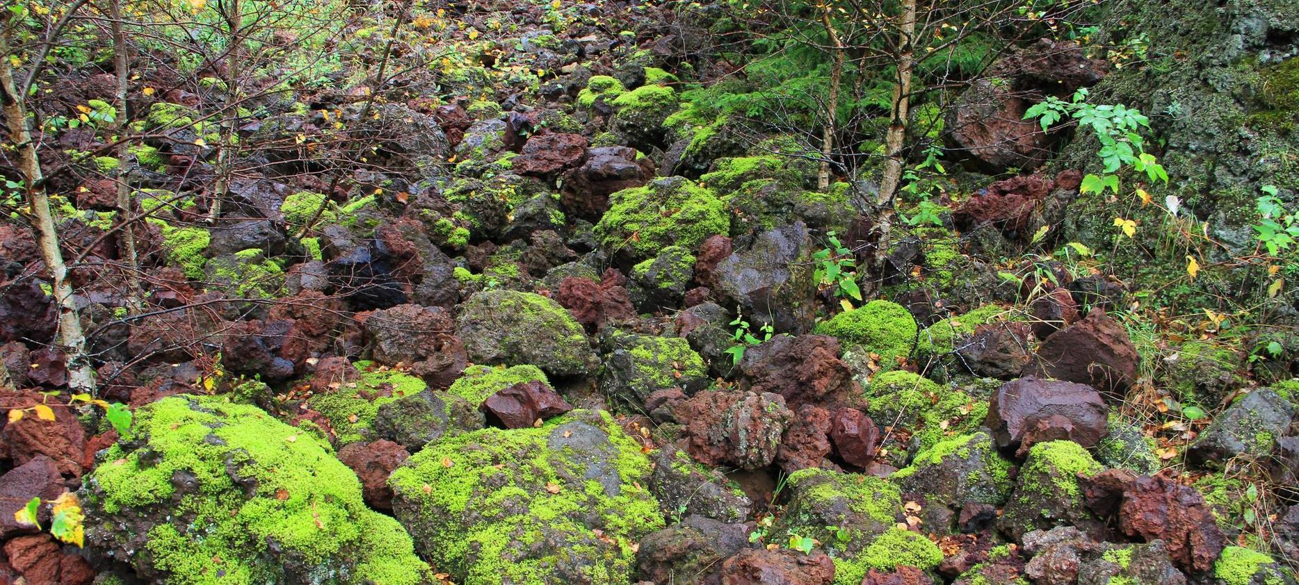 Sancy Massif: Enchanted Forests, Rich and Wild Nature