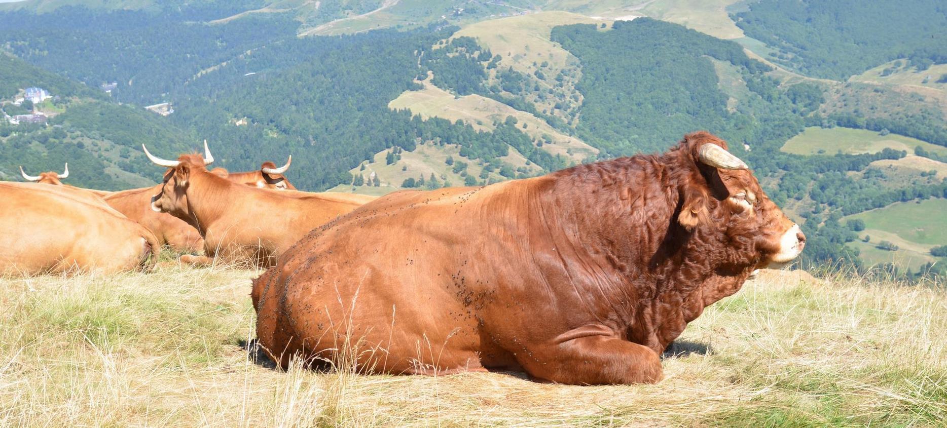 Auvergne Volcanoes Natural Park: Bull in the Estives, Symbol of Authentic and Wild Nature