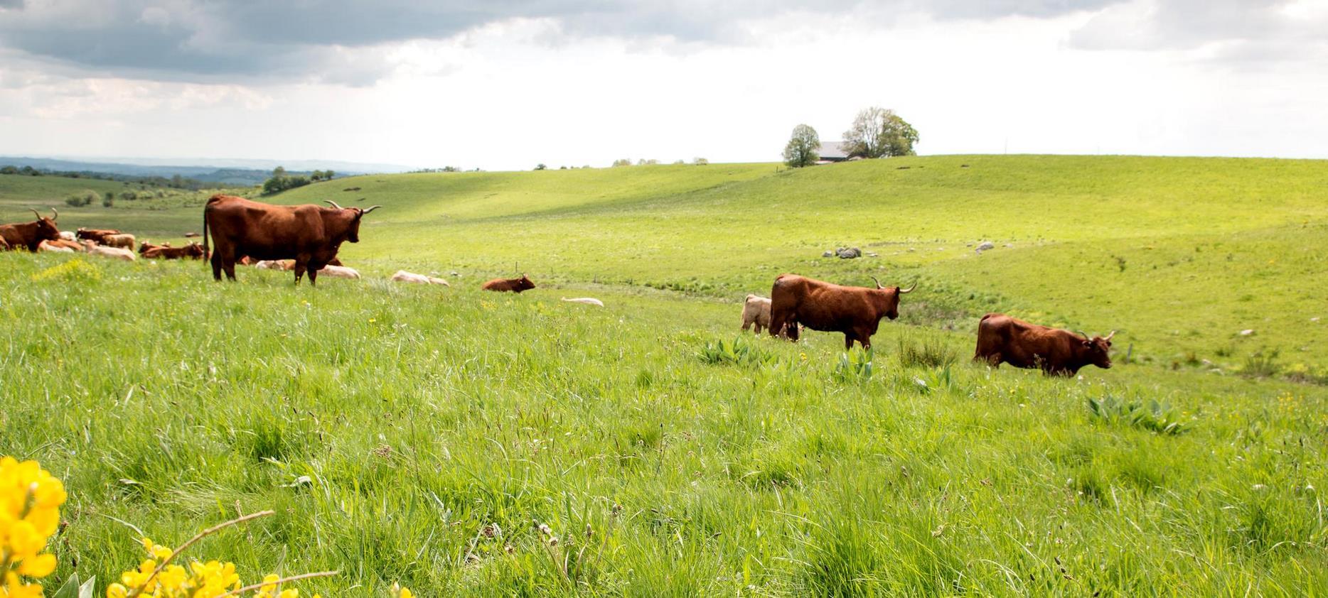 Saint-Nectaire: Herd of Cows in the Estives of the Auvergne Volcanoes Park