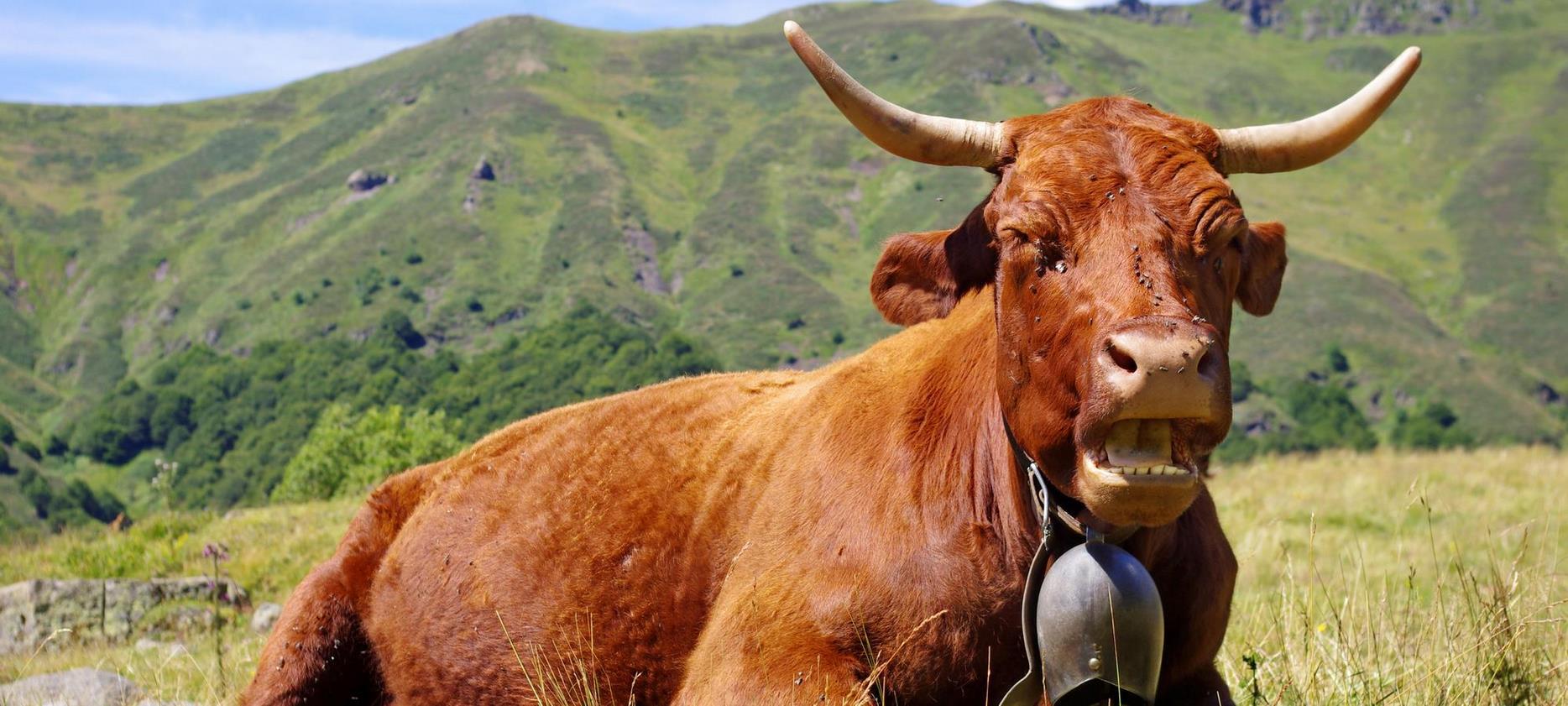 Summer cows in the Sancy Massif: A Natural Spectacle