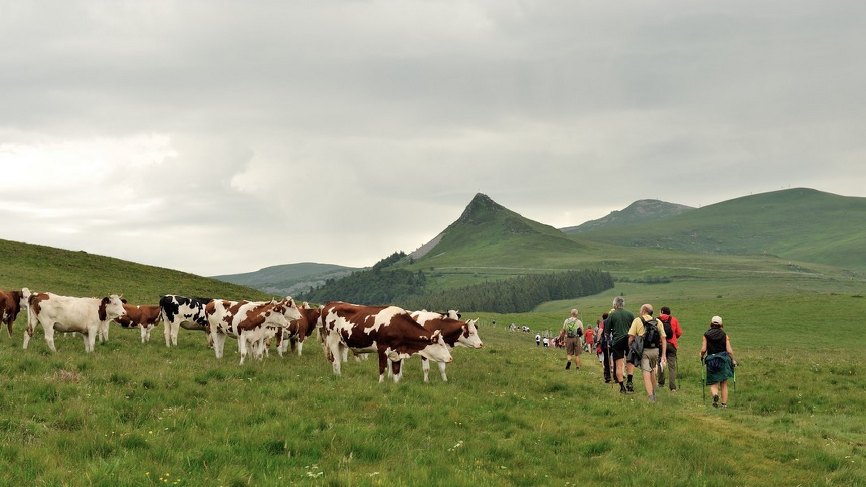 Puy de Sancy - Hikers & Herd Meeting in the Estives - Magical Moment & Exceptional Landscape