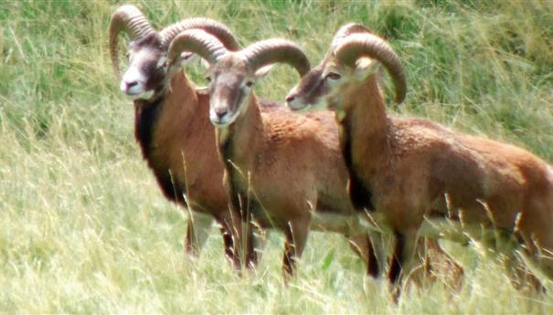 Super Besse: Meeting with the Mouflons of the Sancy Natural Park - A Unique Experience