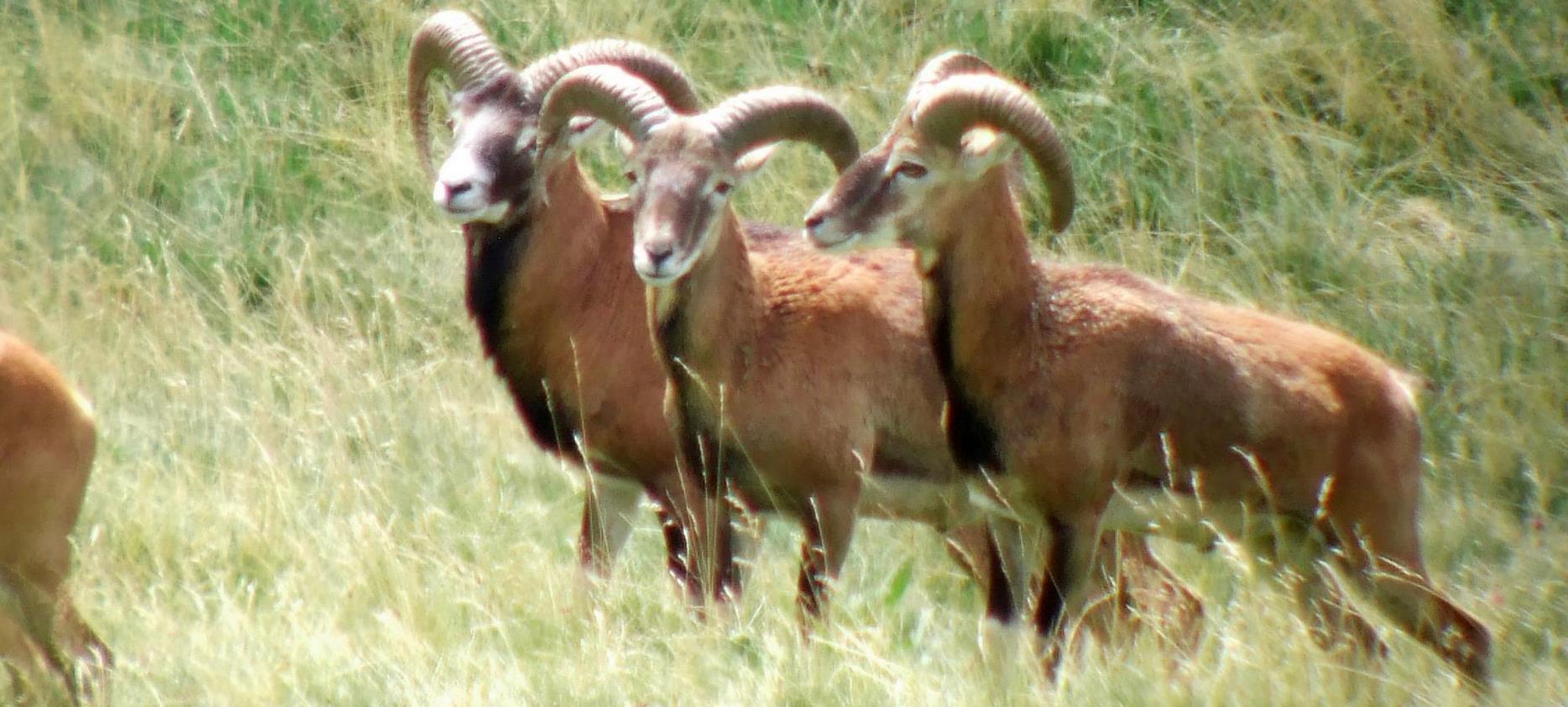 Super Besse: Meeting with the Mouflons of the Sancy Natural Park - A Unique Experience