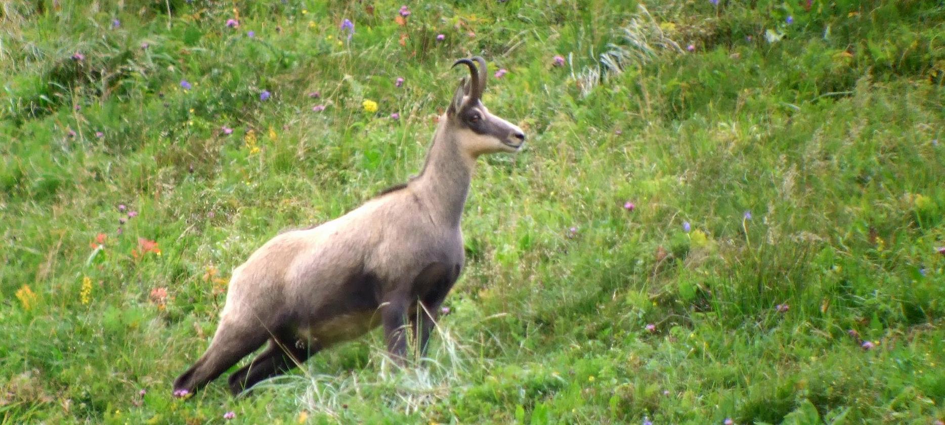 Super Besse: Observing the Chamois in the Sancy Natural Park - An Unforgettable Encounter