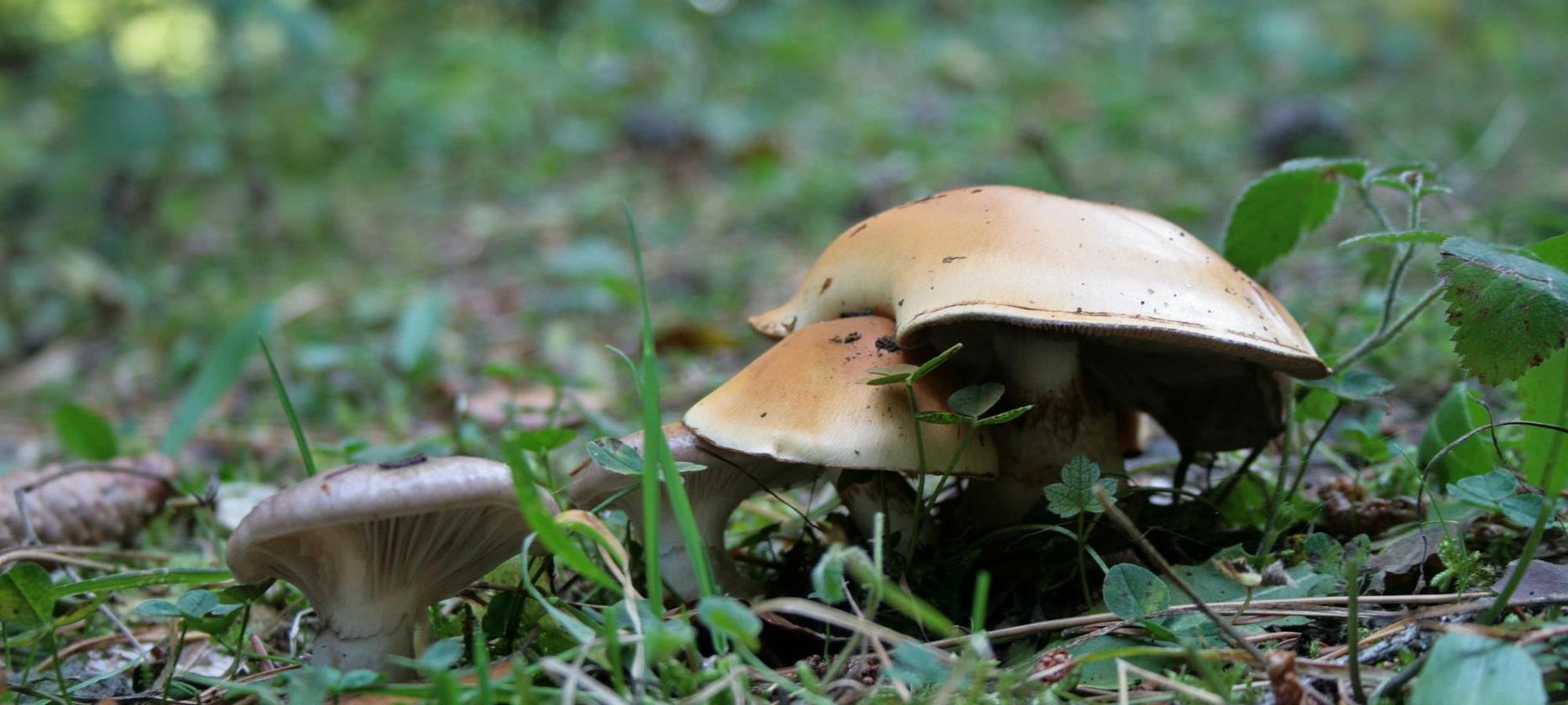 Super Besse: Mycological outing in the Sancy Natural Park - Discovering Mushrooms