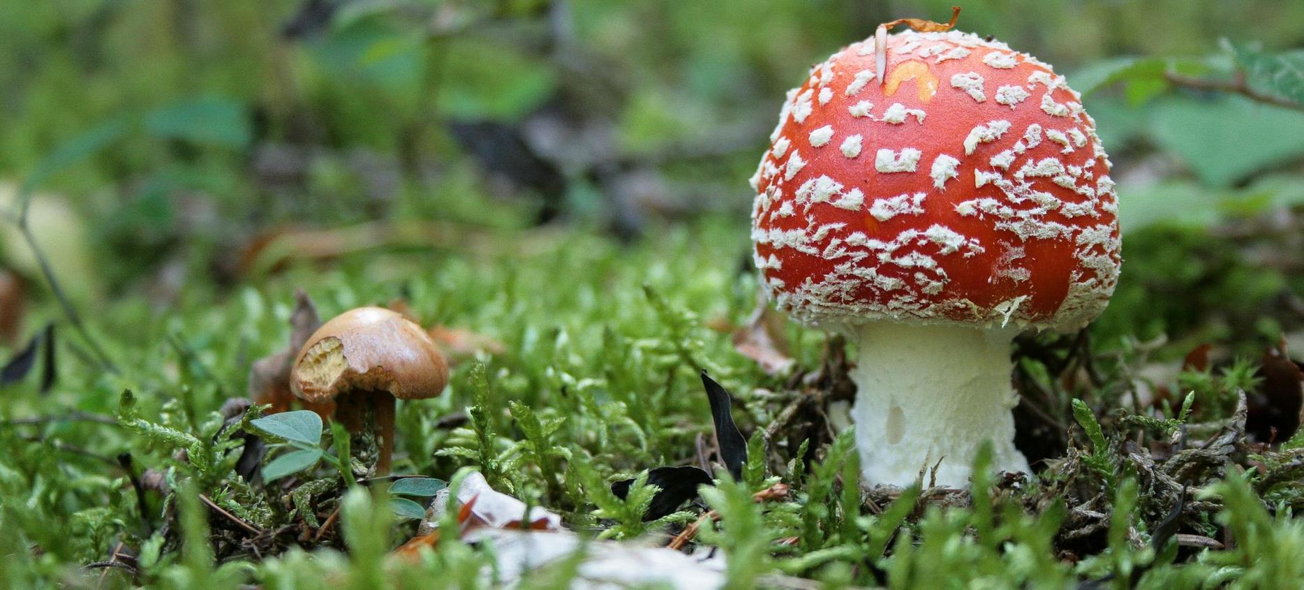 Super Besse: Mycological outing in the Sancy Natural Park - A delight for mushroom lovers