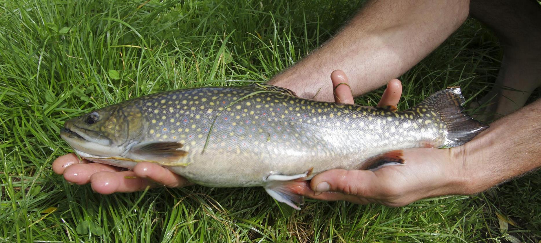 Parc du Sancy: Trout Fishing - A Moment of Pleasure and Tranquility