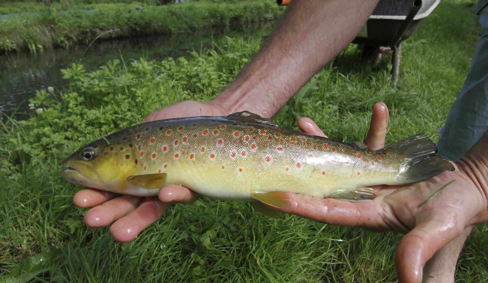 Sancy Park - Trout Fishing - A Delight for Fishermen