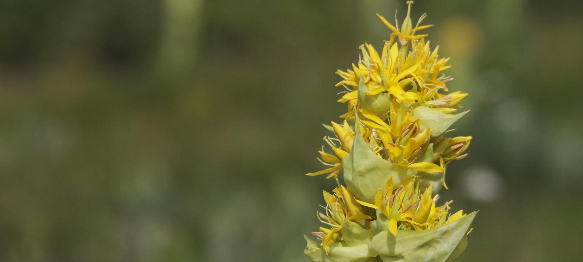 Sancy Park: A Burst of Colors - The Flora of Sancy