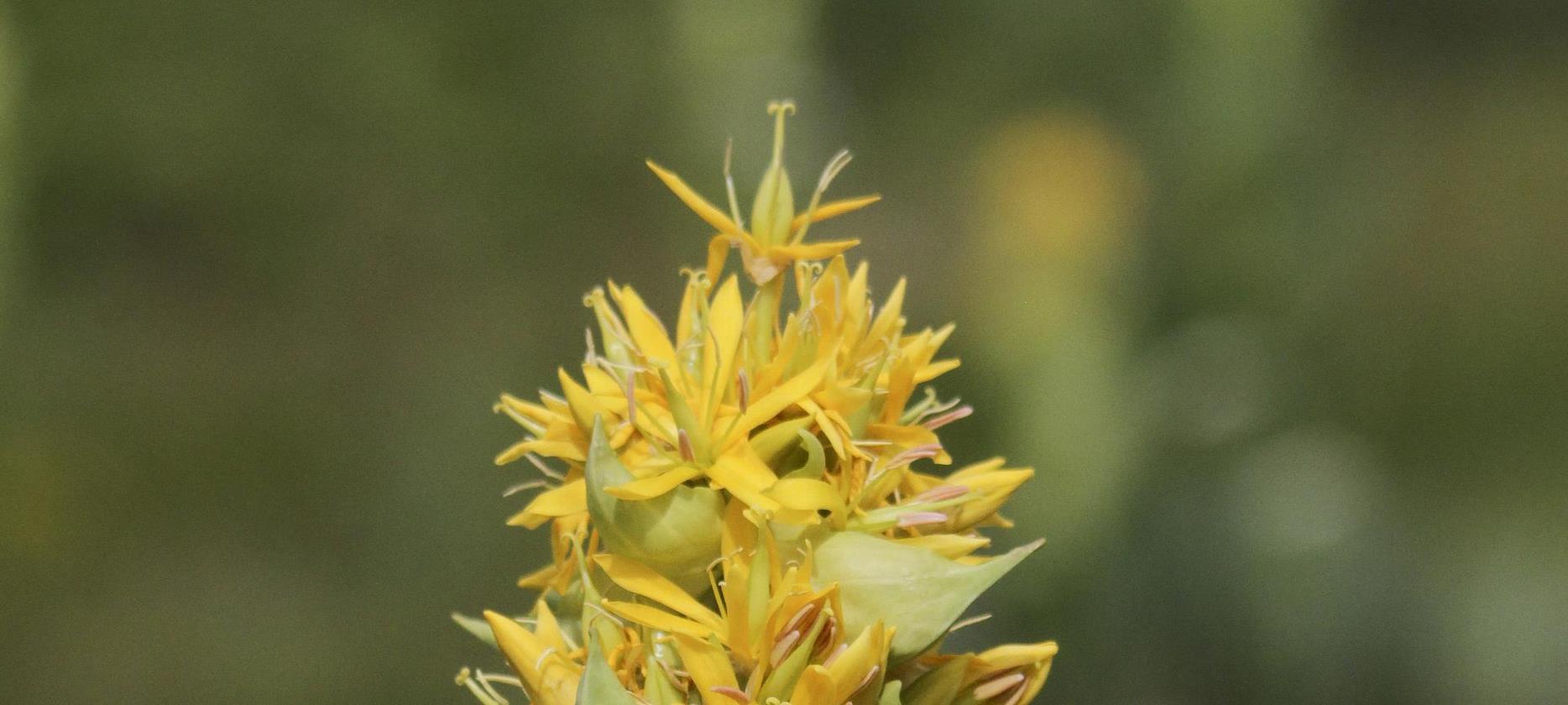 Sancy Natural Park - A Wild Flower Garden