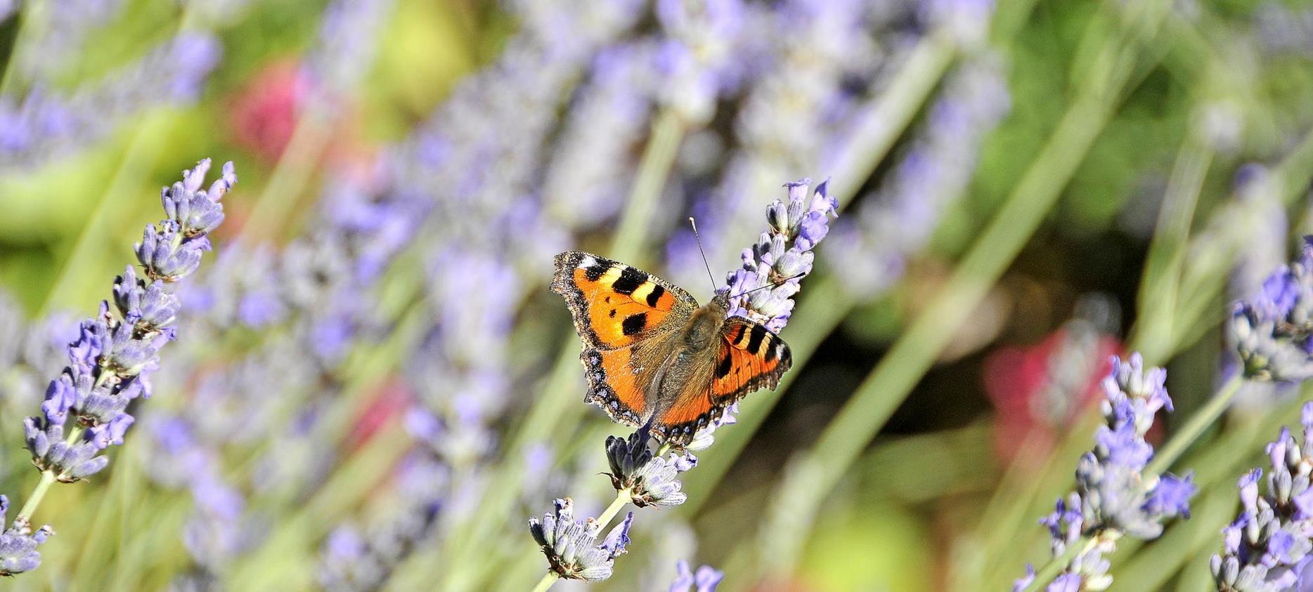 Sancy: A Festival of Colors and Perfumes - Les Fleurs du Parc Naturel