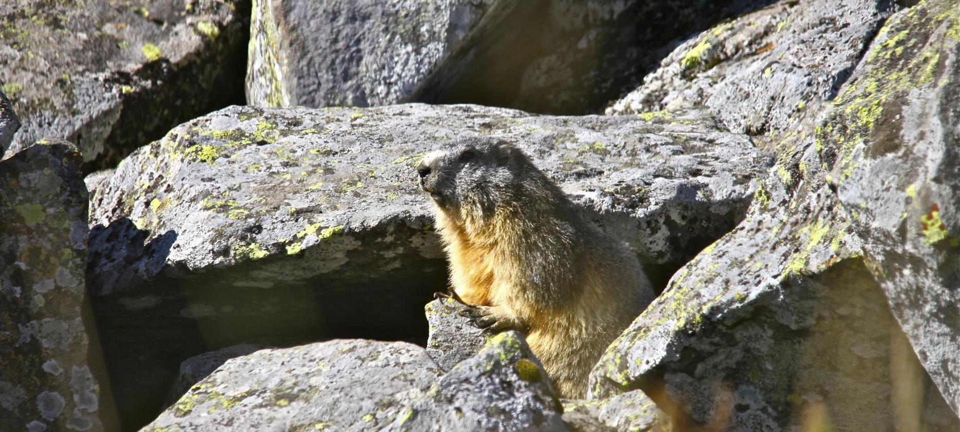 Sancy: The Wildlife of the Natural Park - A Paradise for Wild Animals