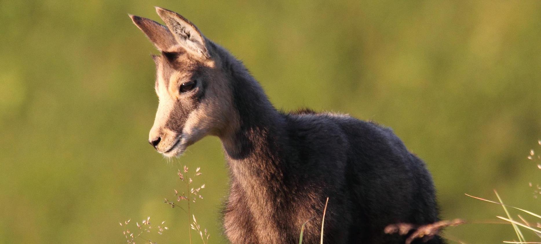 Sancy: A Wildlife Sanctuary - Discover the Animal Wealth of the Natural Park