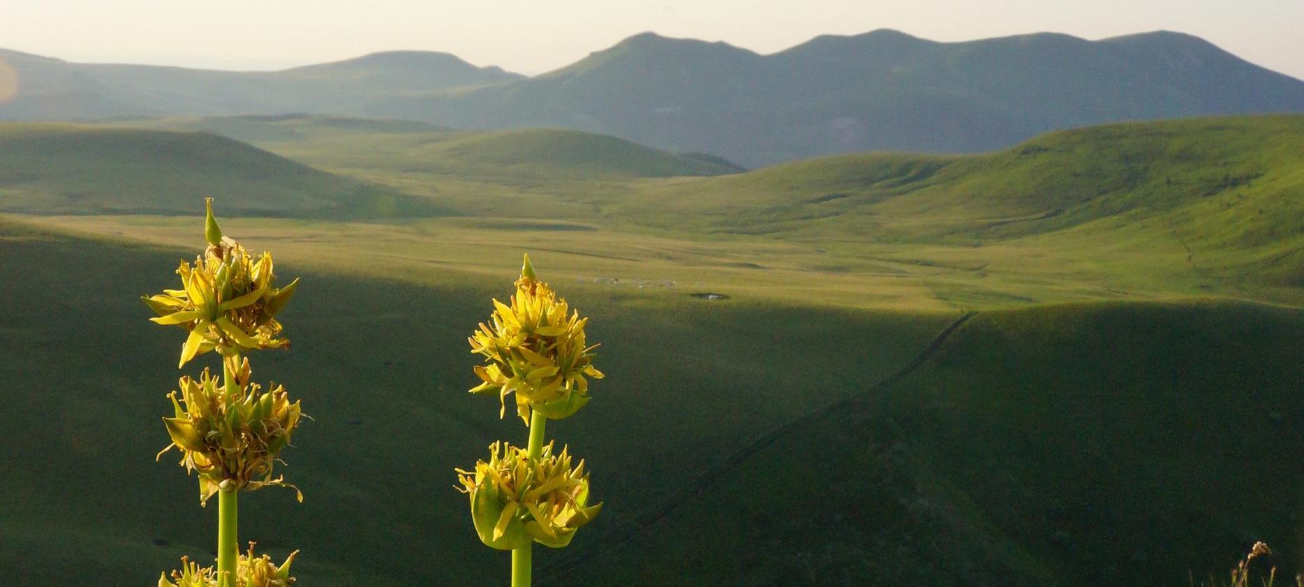 Sancy Park: The Magic of Mountain Flowers