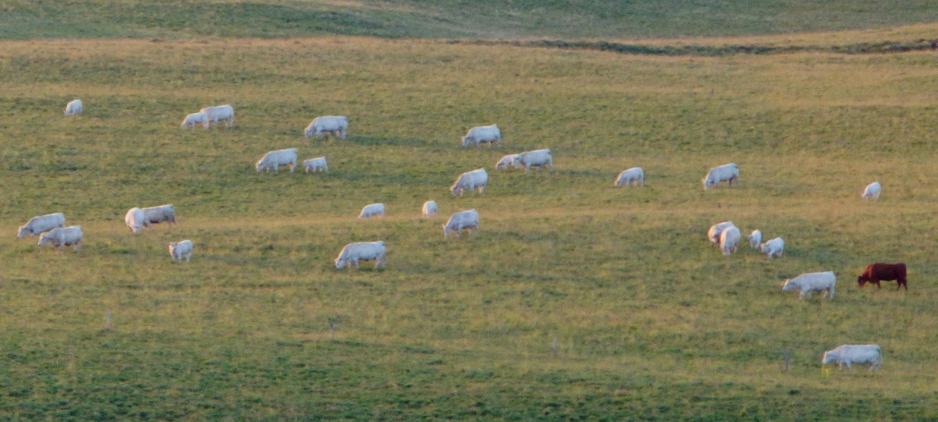 Super Besse: Sheep Watching in the Sancy Natural Park - A Pastoral Show