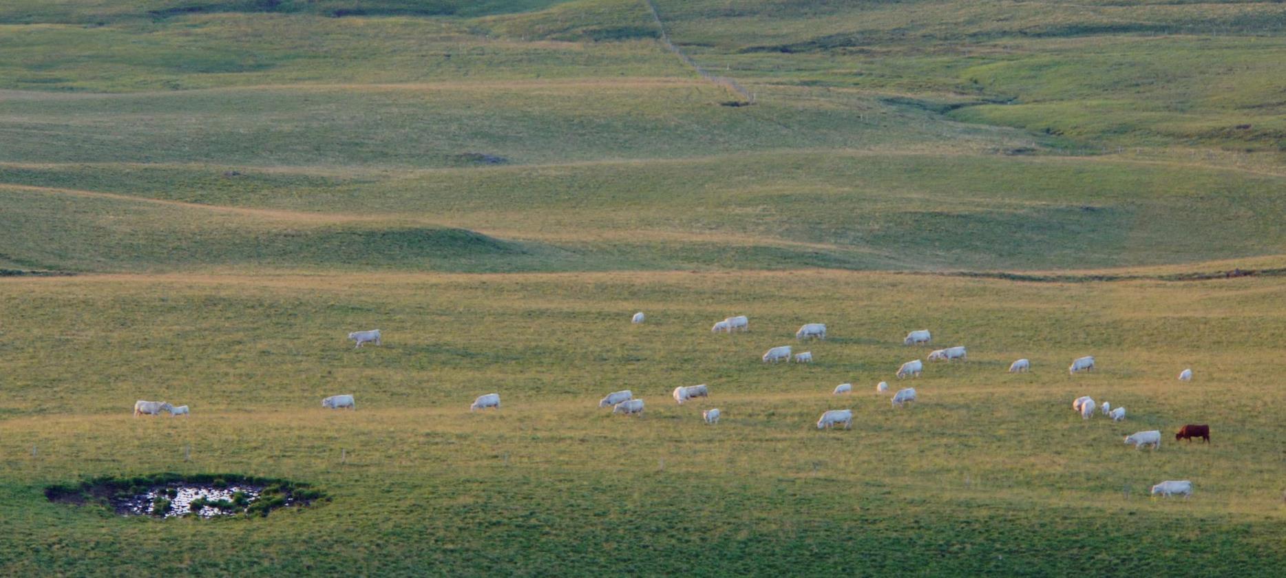 Super Besse: Meet the Sheep of the Sancy Natural Park - A Pastoral Delight