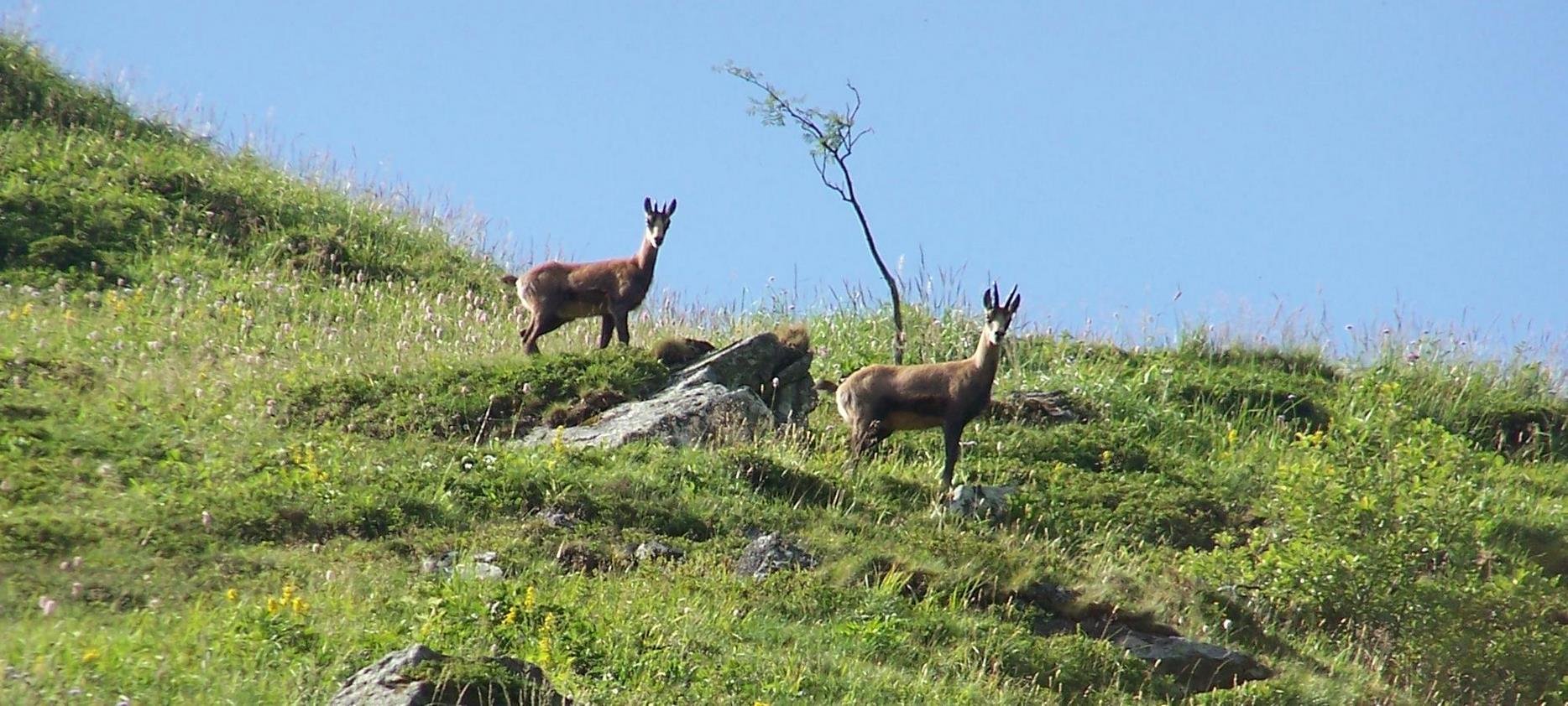 Super Besse - The Wildlife of the Sancy Natural Park - A Natural Spectacle