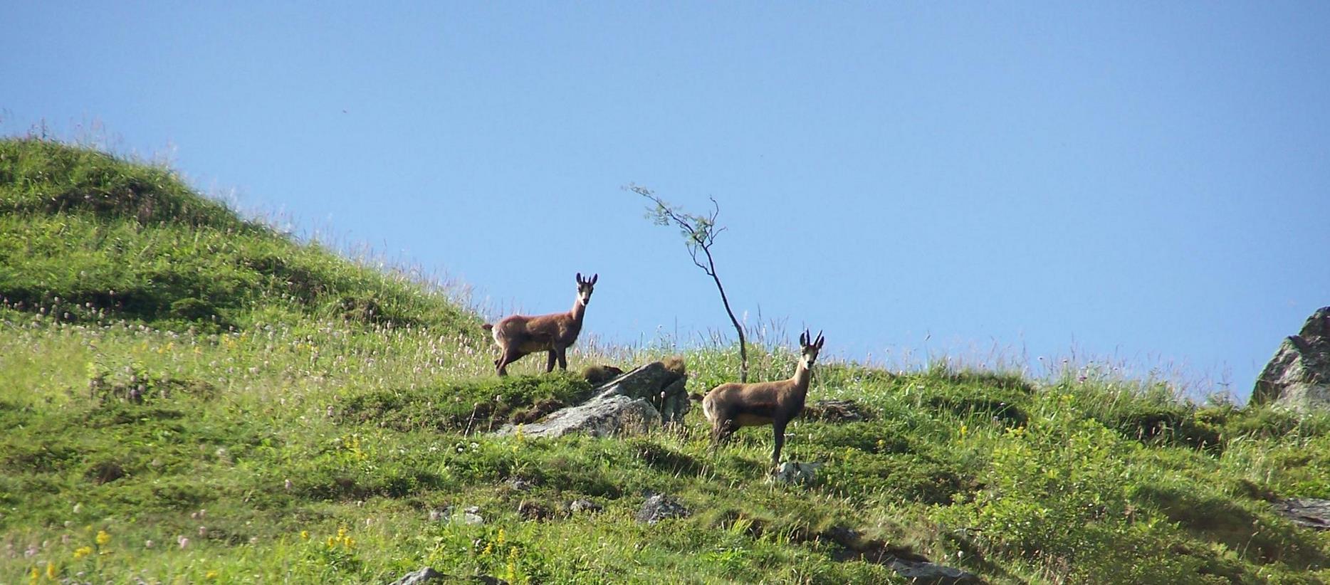 Super Besse: Discovery of the Wildlife of the Sancy Natural Park - An Unforgettable Encounter