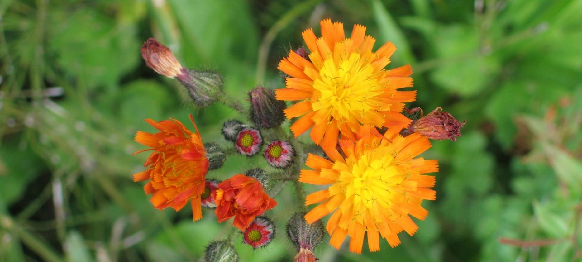 Super Besse: The Exuberant Flora of the Sancy Natural Park - A Symphony of Colors