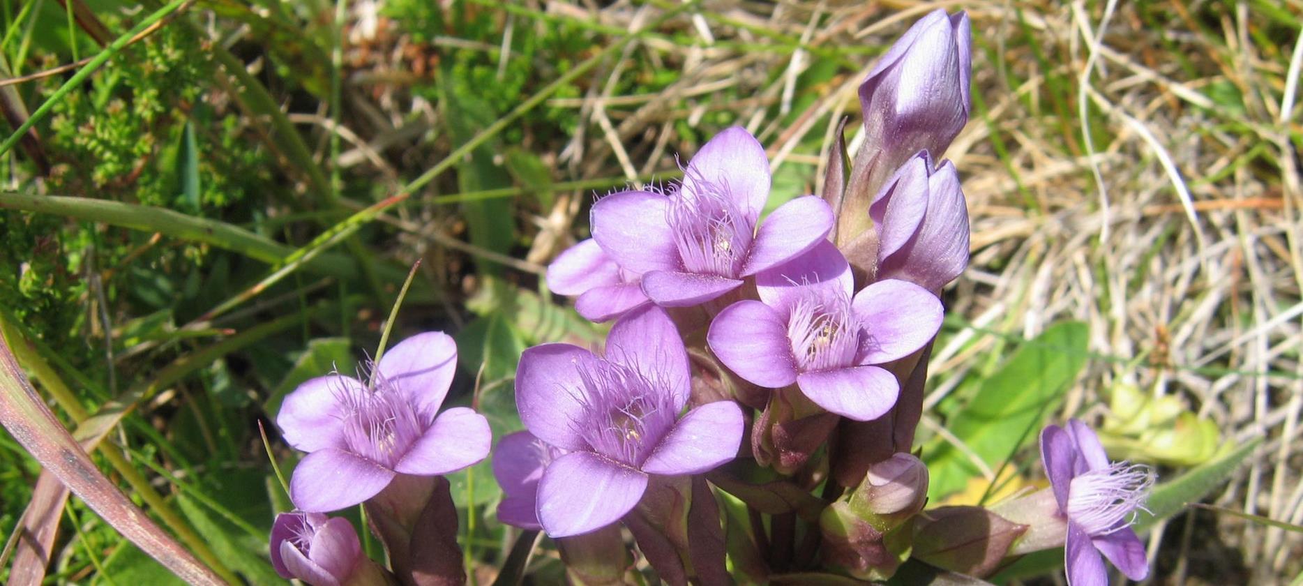 Super Besse: Discovery of the Flora of the Sancy Natural Park - An Eden of Colors