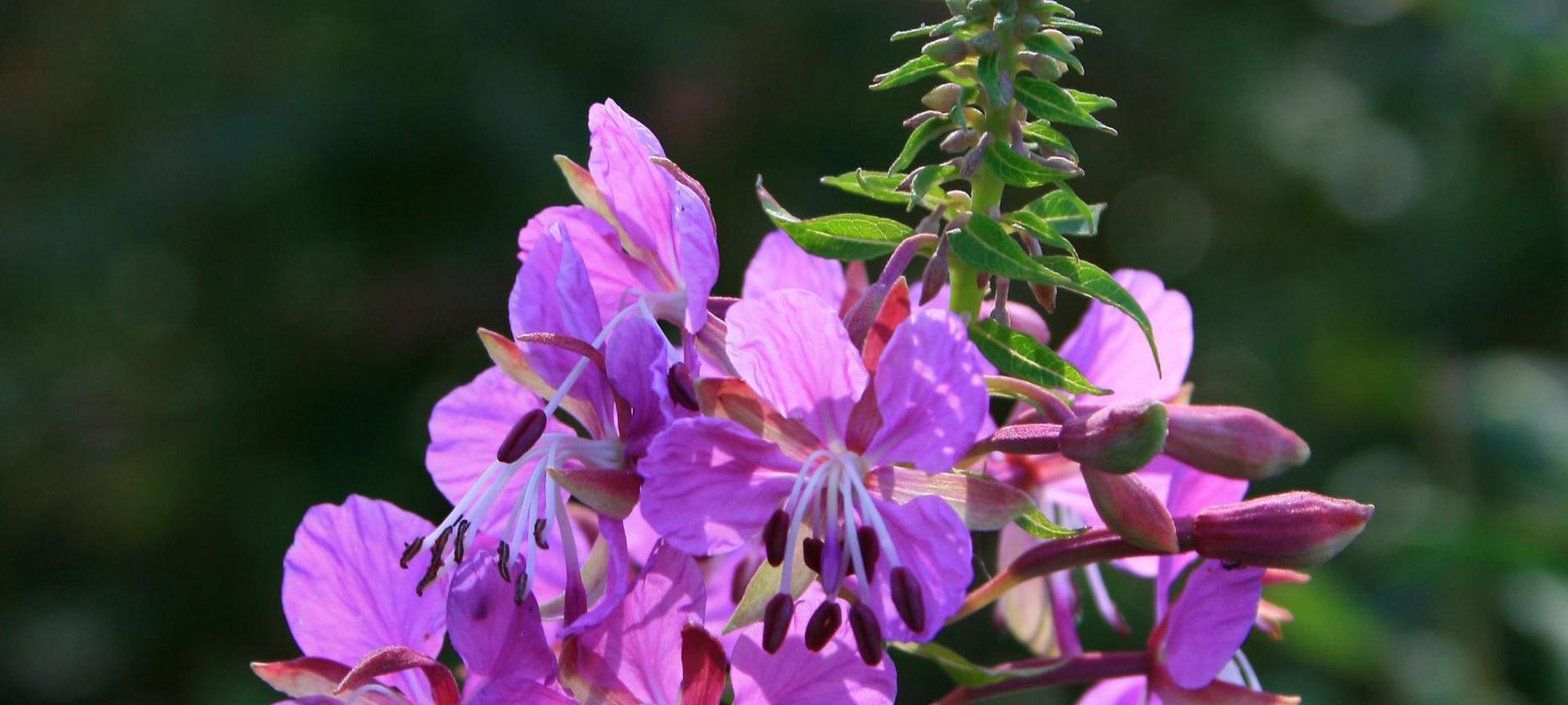 Super Besse: The Exceptional Flora of the Sancy Natural Park - An Enchanted Landscape