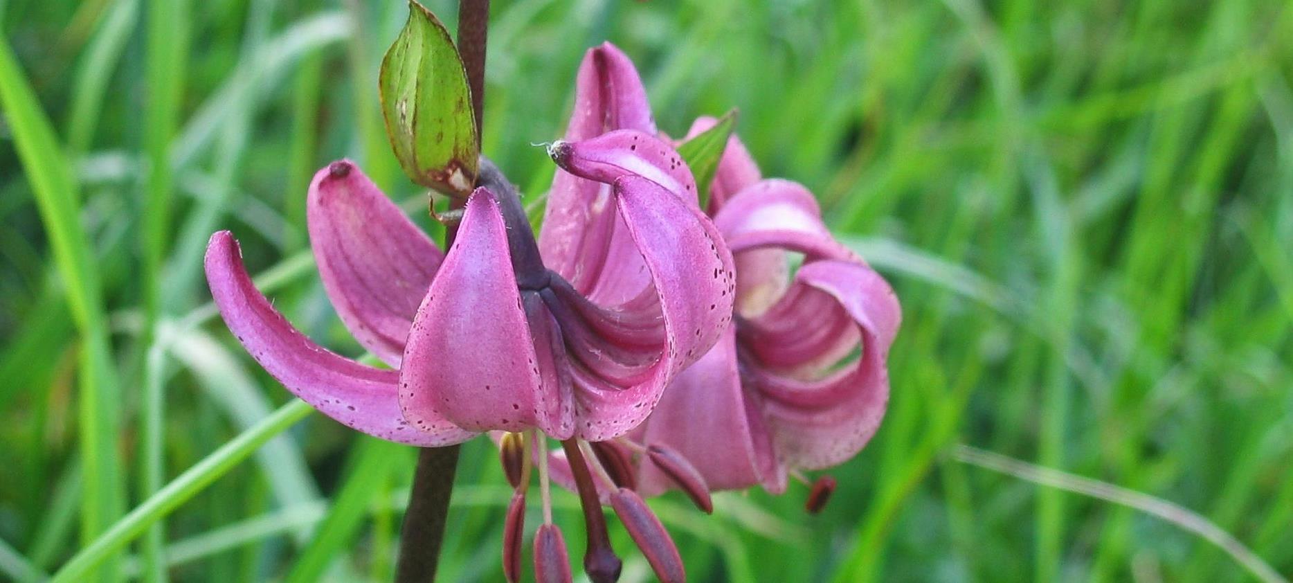 Super Besse: Explore the Flora of the Sancy Natural Park - A Botanical Treasure