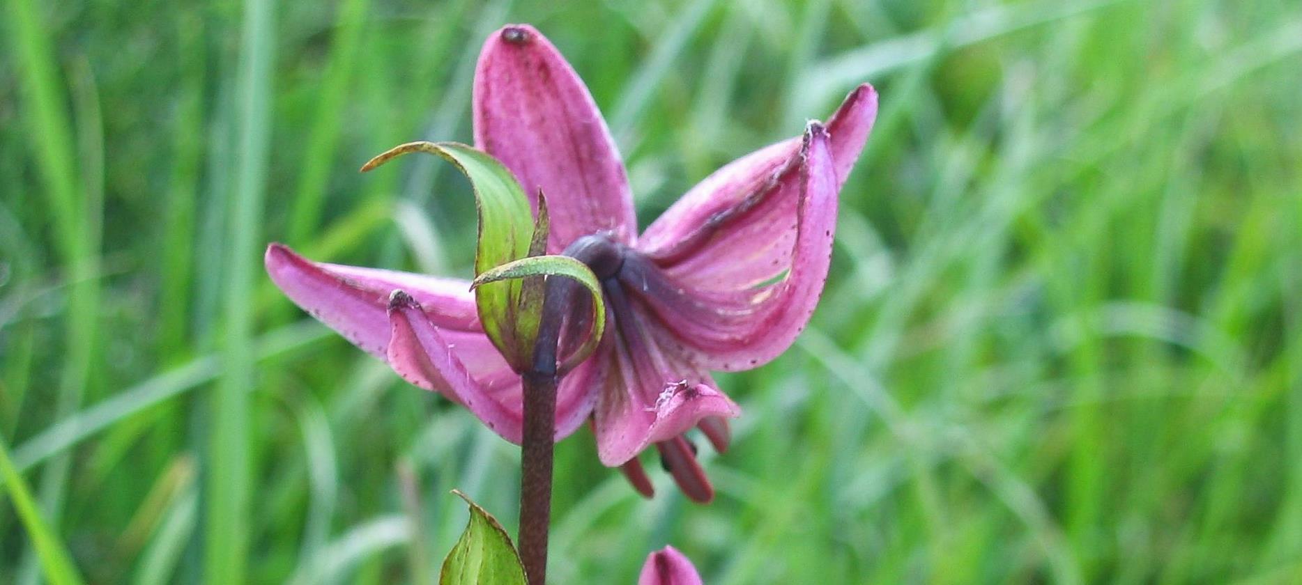 Super Besse: A Journey to the Heart of the Flora of the Sancy Natural Park - A Delight for the Eyes