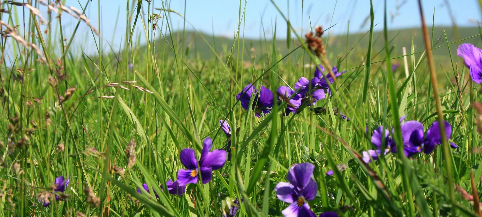 Super Besse: Admire the Beauty of the Flora of the Sancy Natural Park - A Natural Spectacle