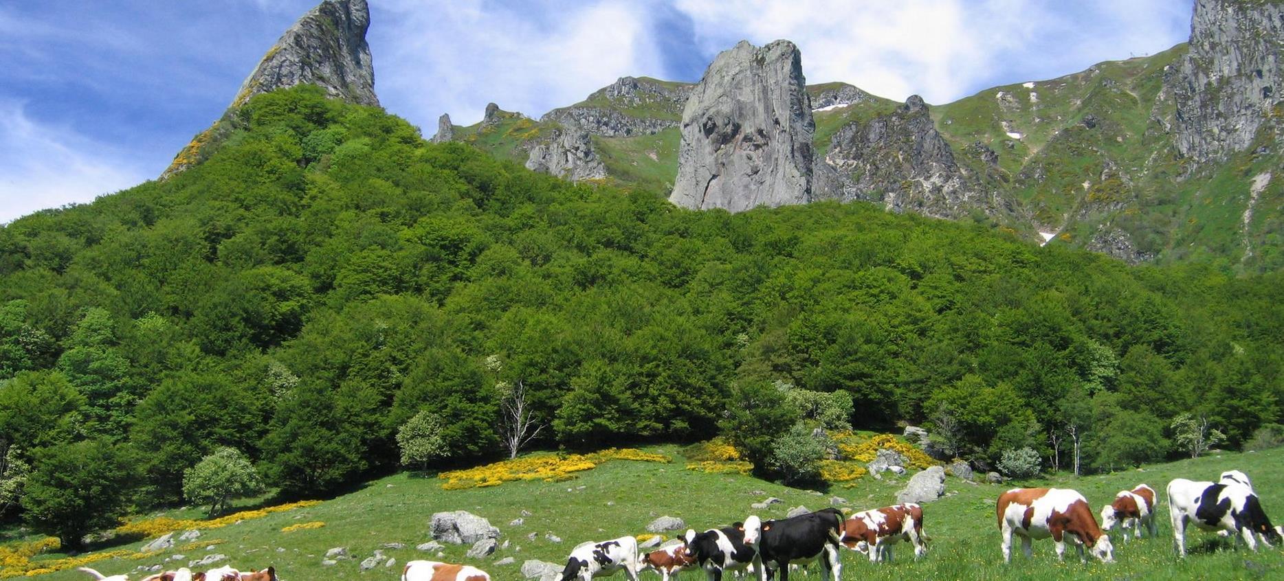 Super Besse - Herd of Cows at the Foot of the Iconic Summits: Dent de la Rancune and Crête du Coq