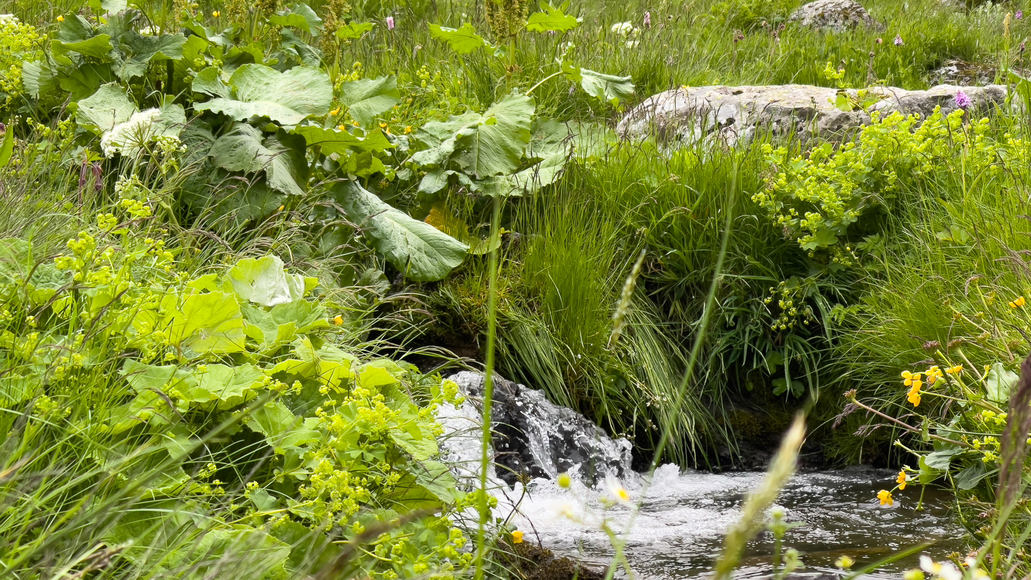 Val de Courre: Stream at the Sources of the Massif du Sancy