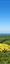 Mont Dore, the Banne d'Ordanche seen from Puy Gros