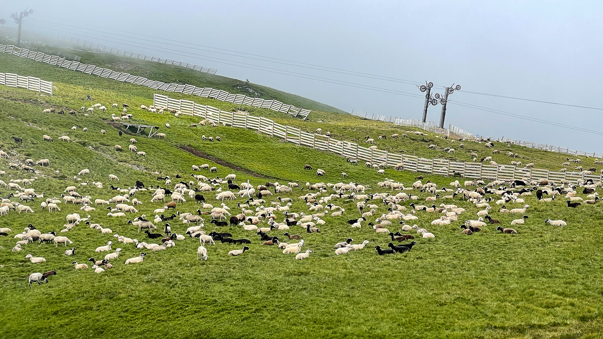 Super Besse - A Pastoral Landscape: Sheep in the Estives of the Station