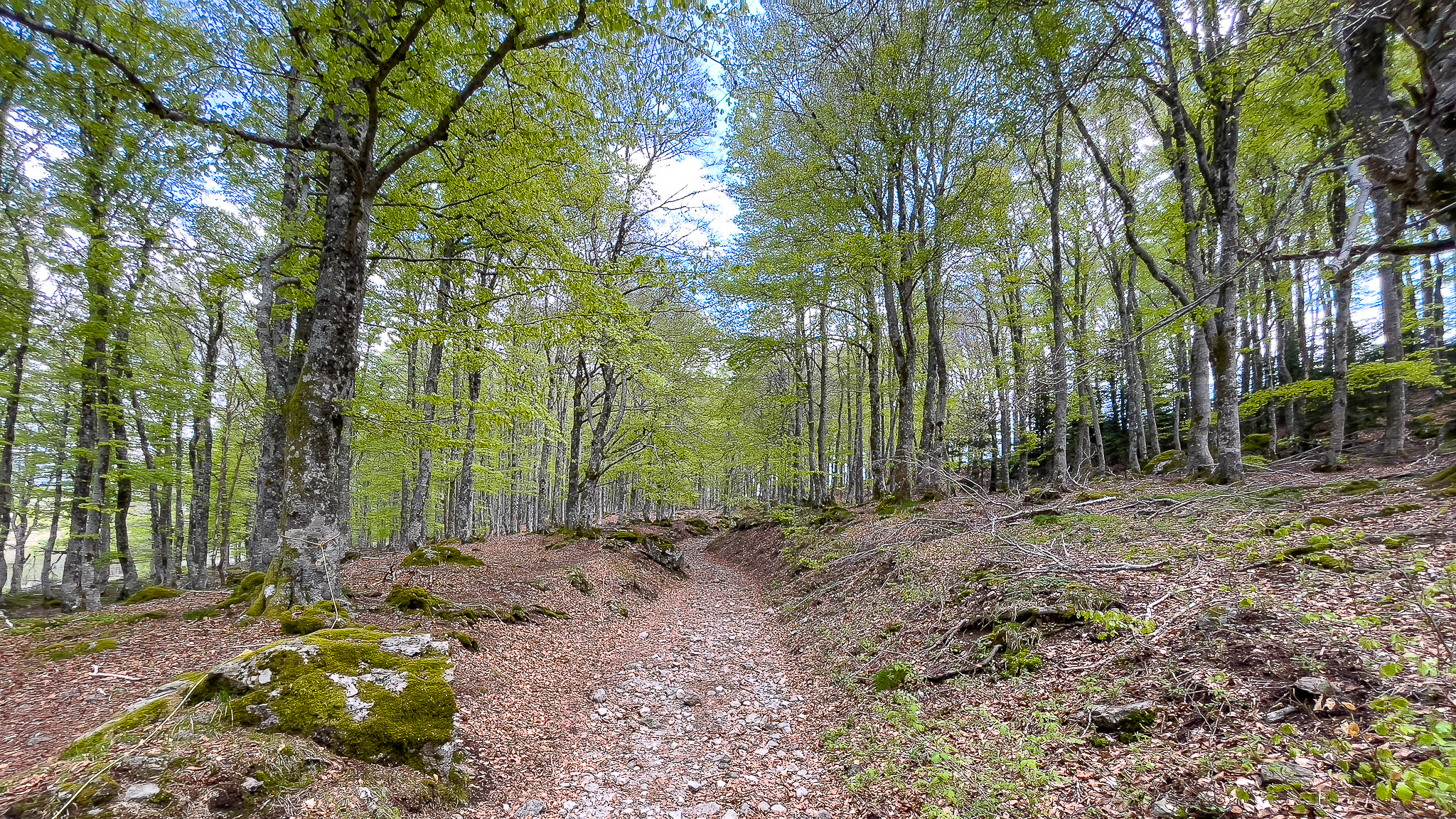 Salty Fountain: Enchanted Crossing of a Beech Forest