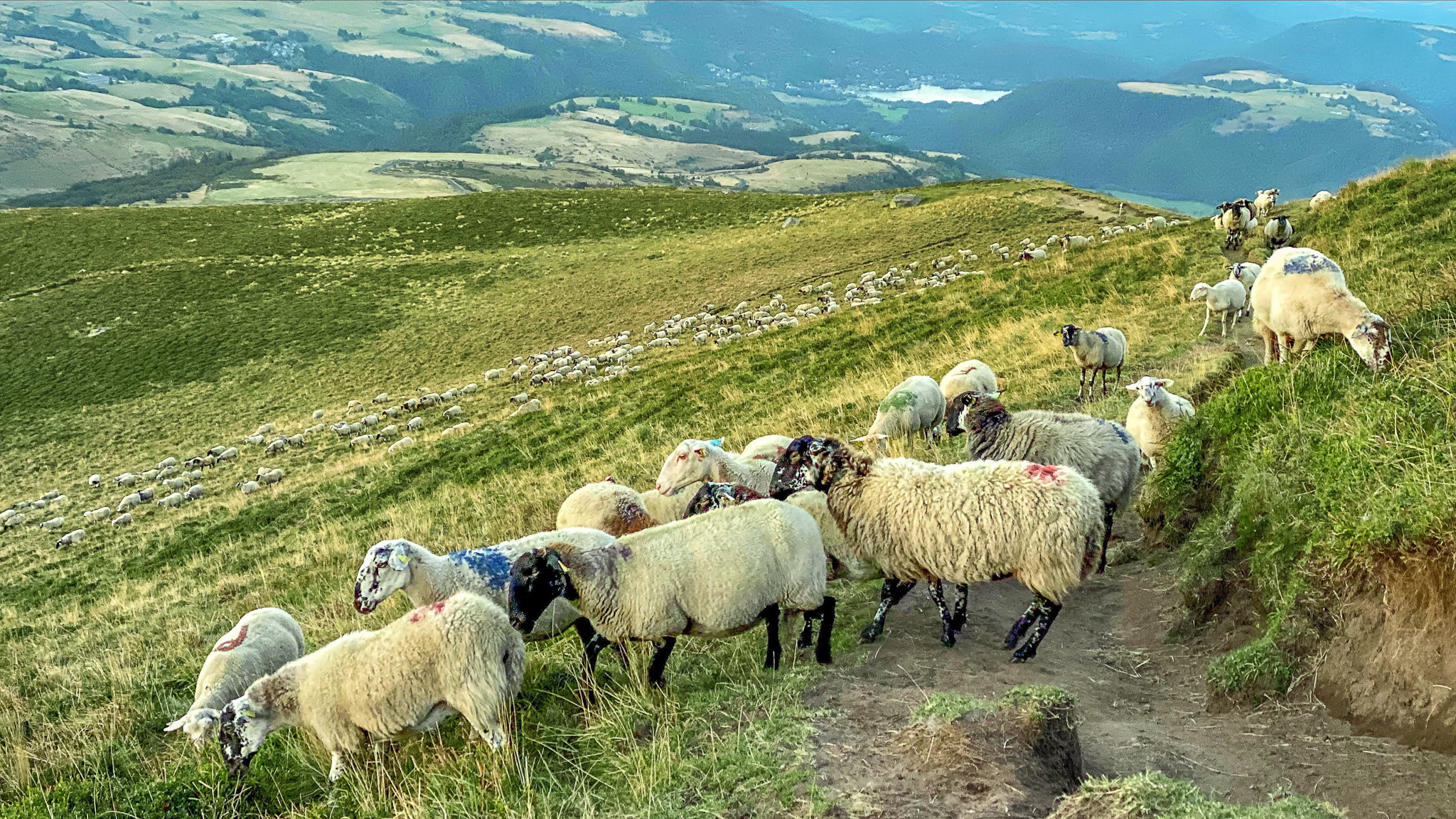 Col de la Croix Saint Robert: Sheep in Estives