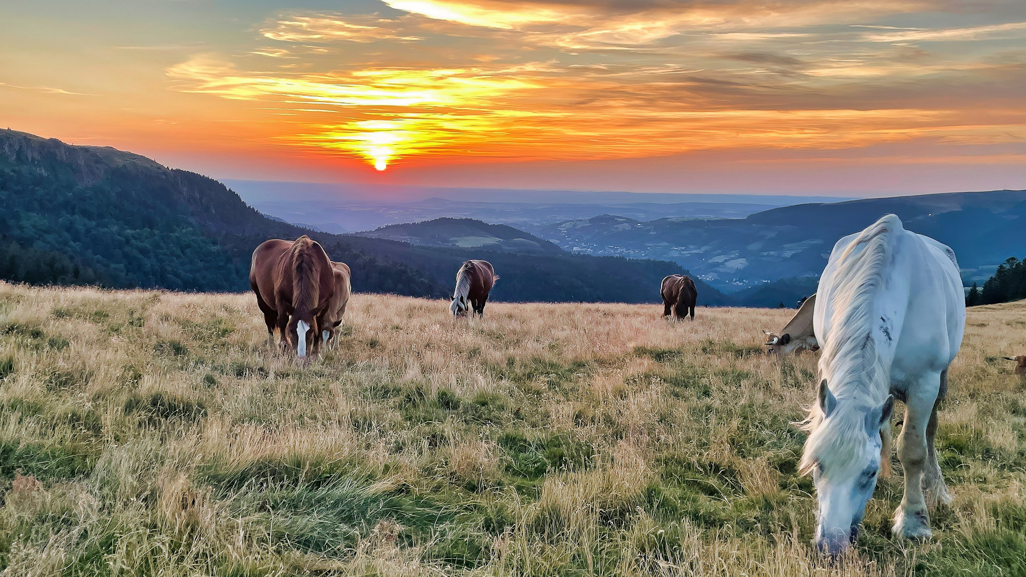 Sancy Crest Trail: Horses in the Summer Pastures - Nature and Tranquility