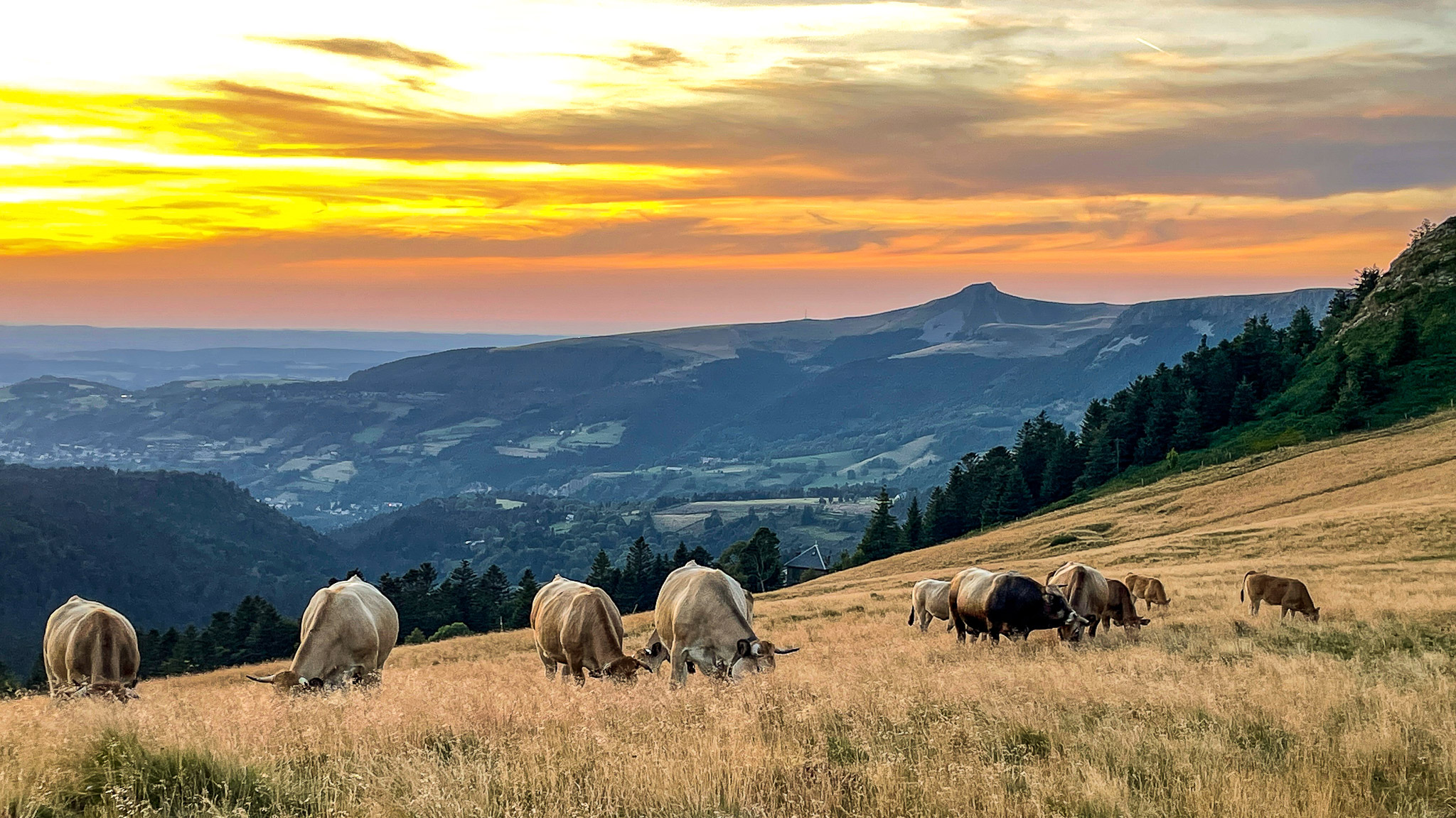 Crêtes du Sancy Trail: Herds in the Estives - Authentic Landscape